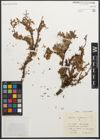 Foto von Salix retusa L.
